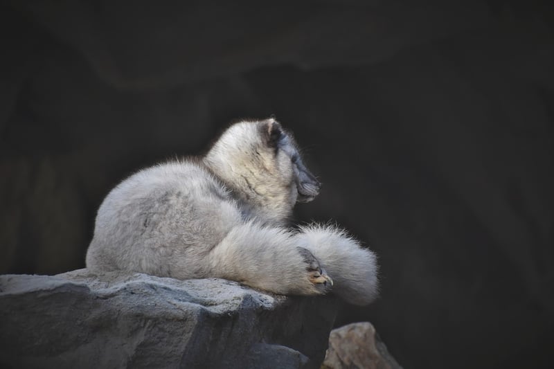 Kitsune